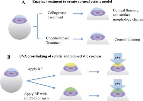 Schematic of enzyme-mediated corneal ectatic model and UVA... | Download Scientific Diagram