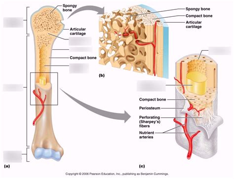 Gross Anatomy of a Long Bone Diagram | Quizlet