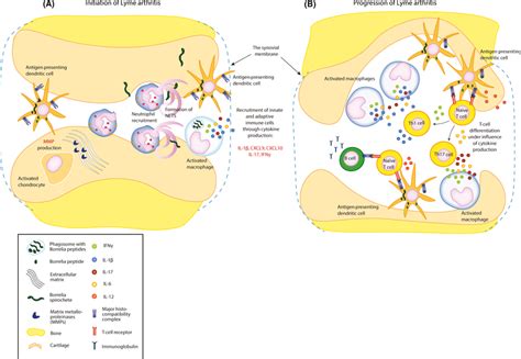 Lyme arthritis: a joint effort. A, The initiation of Lyme arthritis ...