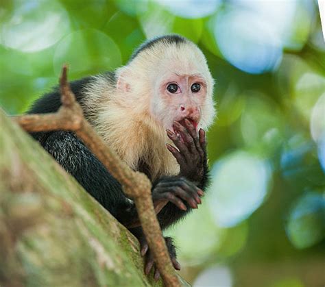 Capuchin Monkey Banque d'images et photos libres de droit - iStock