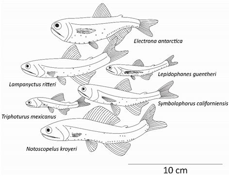 JMSE | Free Full-Text | The Biology of Mesopelagic Fishes and Their ...