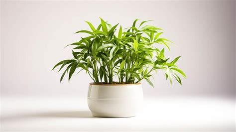 Premium AI Image | Bamboo plant on a pot on white background