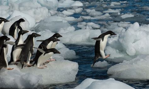 Adélie penguins could thrive as result of sea ice melting | Focusing on ...