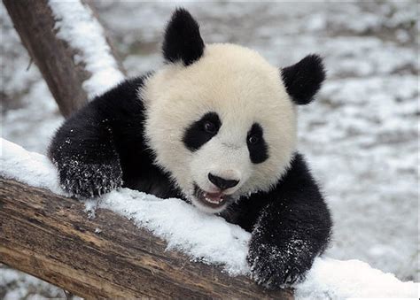 15 Amazing, Sweet Pictures Of Cute Baby Giant Panda Bear | Reckon Talk