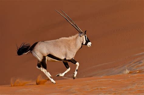 Oryx running | African animals, African wildlife, Animal photography