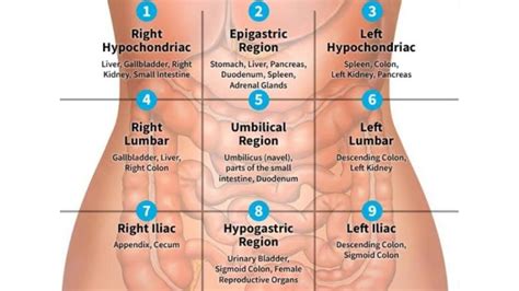 Four Abdominal Quadrants And Nine Abdominal Regions Anatomy, 45% OFF