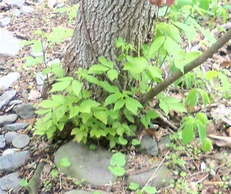 Box Elder Tree | Plants, Tree, Wild flowers