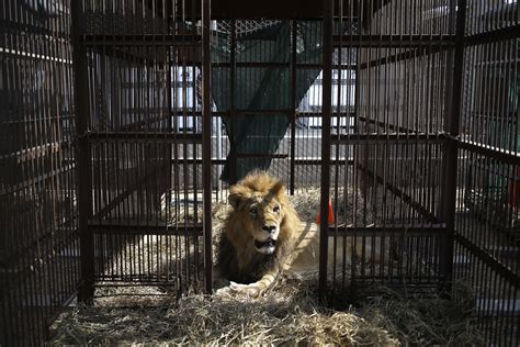 33 Circus Lions Will Be Airlifted to African Sanctuary | TIME