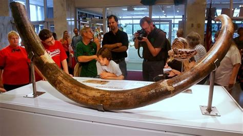 Alaska man sentenced for stealing fossilized mammoth tusk | CBC News