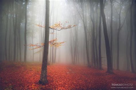 These Breathtaking Forest Photos Will Make You Think You're in Another World - Definition.org