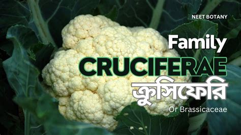 Cruciferae/Brassicaceae family characteristics in Bengali - NEET BOTANY - YouTube