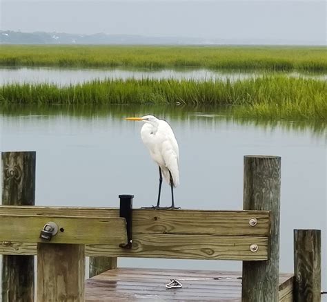 Pin by Melynda Koon on Huntington Beach State Park in 2022 | Huntington ...