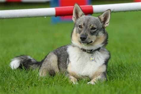 Swedish Vallhund Pictures - AZ Animals