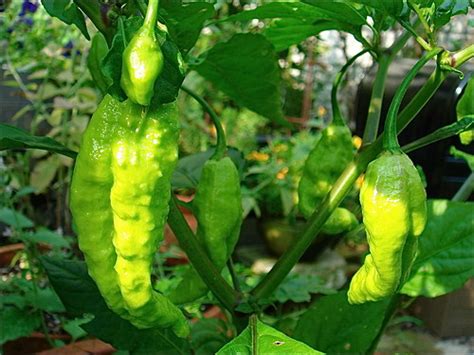 Bhut Jolokia Pepper | The hottest pepper on the planet. Taba… | Flickr
