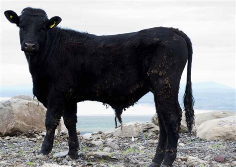 Welsh Black Cattle - A-Z Animals