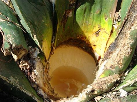 Making pulque. | Food, Vegetables, Fruit