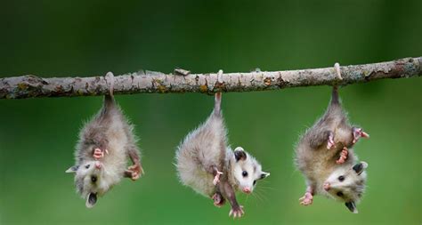 Virginia Opossums have prehensile tails that are used as an additional ...