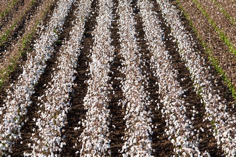 Wandering: Louisiana Cotton Harvest for Bloomberg News