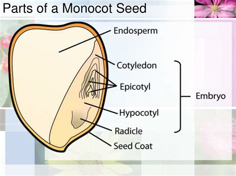 Monocot Seed Diagram