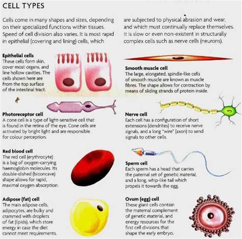 types Cells In The Human Body And Their Functions of cells in the human ...