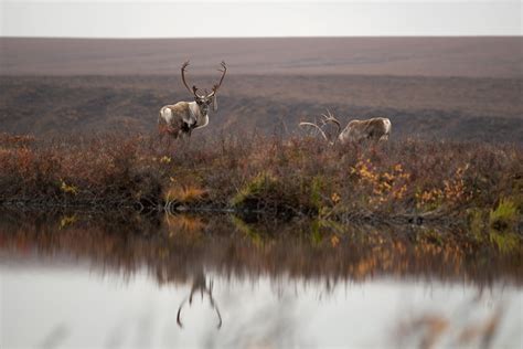 CARIBOU MIGRATION ROUTE – Beaudayphotography