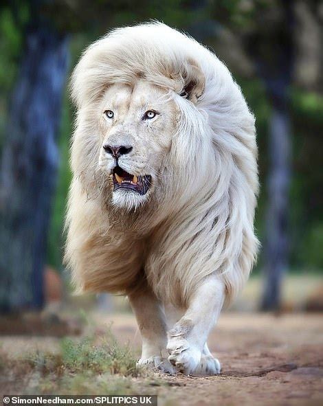 This big cat shows off his incredible lion mane at sanctuary : The ...