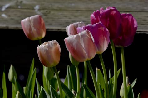 Pink Tulips Free Stock Photo - Public Domain Pictures