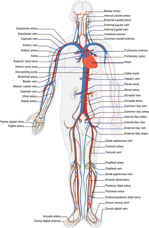 Circulatory System Labels · Free vector graphic on Pixabay