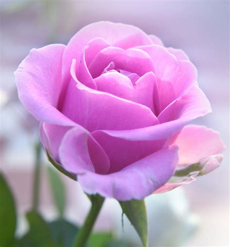 Pink Rose Free Stock Photo - Public Domain Pictures