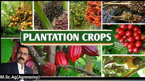 PLANTATION CROPS - YouTube