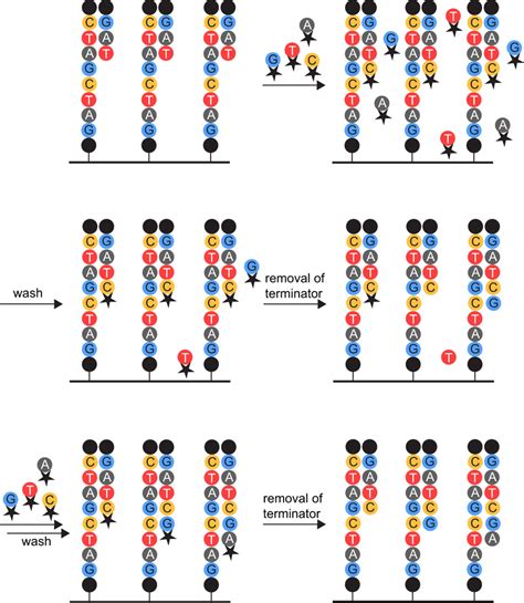 Origin of phasing effects. Depiction of the sequencing-by-synthesis ...