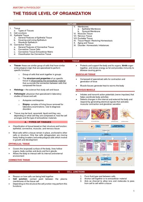 SOLUTION: Tissue level anatomy and physiology - Studypool
