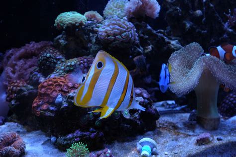 Copperband Butterfly Fish for Reef Tanks