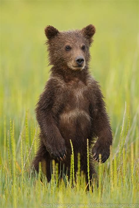 Grizzly Bear Cub | Photos by Ron Niebrugge