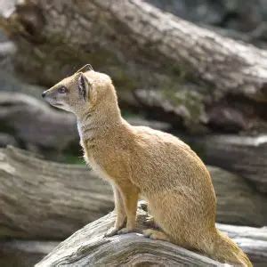 Yellow Mongoose - Facts, Diet, Habitat & Pictures on Animalia.bio