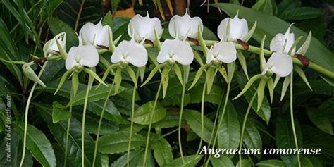 Plant Conservation | United States Botanic Garden