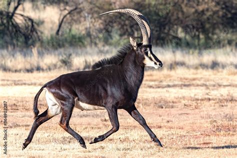 Sable antelope Stock Photo | Adobe Stock