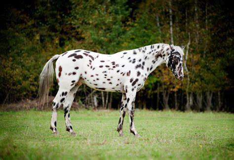 20 Gorgeous Images Of Appaloosa Horses To Make Your Day