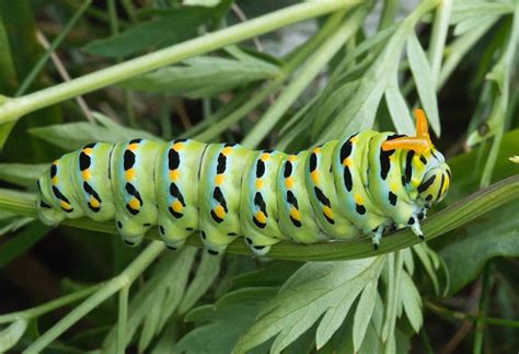 Anise Swallowtail Butterfly, description, characteristics, size, photographs