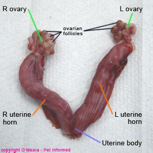 Procedure For Neutering A Cat - Gegu Pet