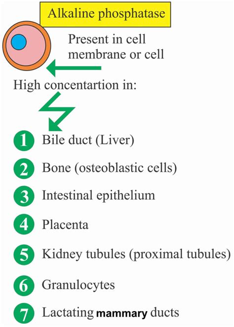 Alkaline phosphatase function, sources & alkaline phosphatase blood test