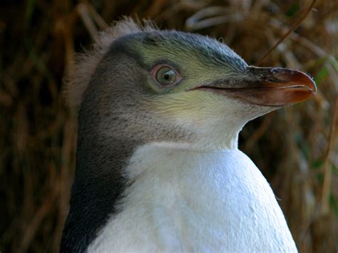 Wiinterrr's Day: Season Uncertain for Yellow-eyed Penguin