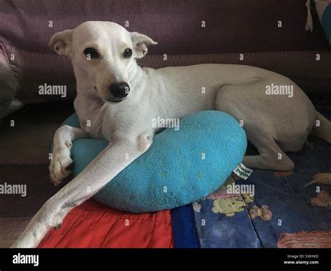 Aspin (Philippines Native Dog Stock Photo - Alamy