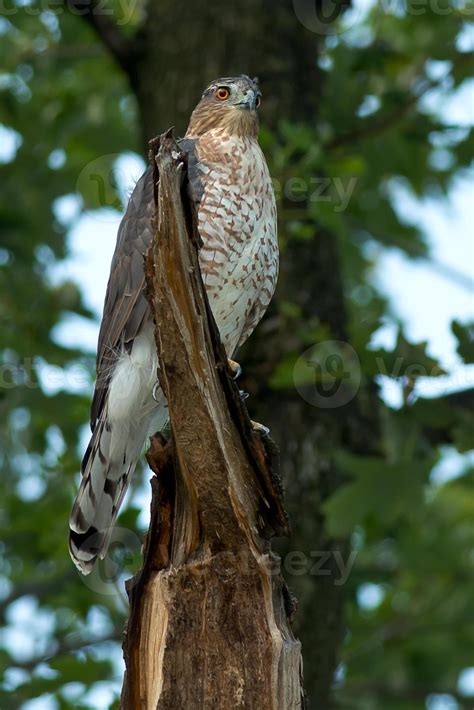 Cooper's Hawk 759176 Stock Photo at Vecteezy