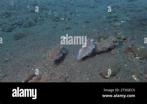 Mating season Cuttlefish, three Cuttlefish swim over black volcanic sand. Pharaoh Cuttlefish ...