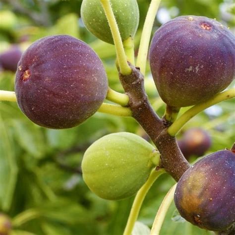 Fig Tree, Anjeer Fruit, Common Fig Fruit – Plant – Wild Roots