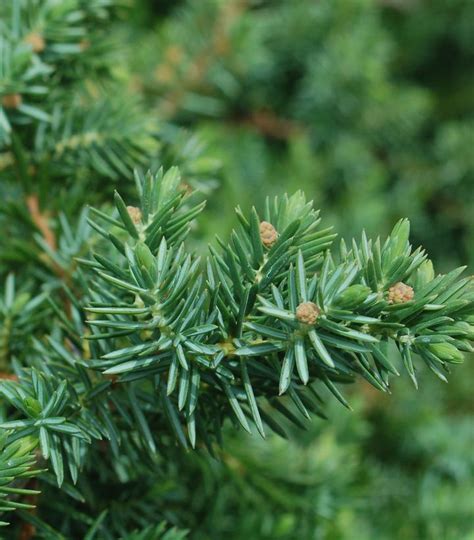 Juniperus conferta Blue Pacific Blue Pacific Juniper from Prides Corner ...