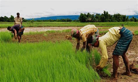 Agriculture_of_Bangladesh | Grow Inspires