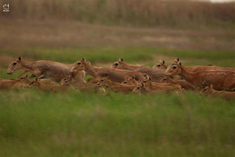 Using monitoring data to create protected areas and wildlife corridors ...