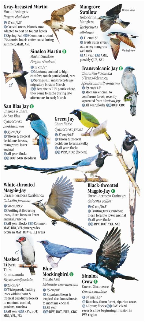 Birds of Puerto Vallarta – Quick Reference Publishing Retail